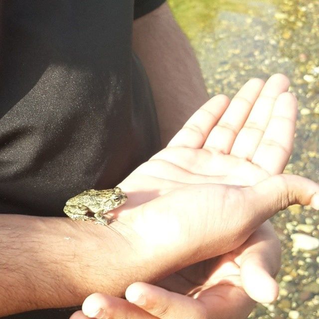 person, holding, part of, human finger, cropped, animal themes, insect, unrecognizable person, one animal, close-up, animals in the wild, wildlife, focus on foreground, personal perspective, lifestyles, palm, ring