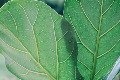 Full frame shot of green leaves