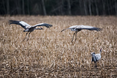  common crane birds on field. grus grus.