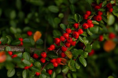 Cotoneaster conspicuus horizontalis, red berries on a branch