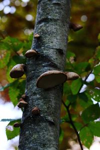Close-up of tree trunk in forest