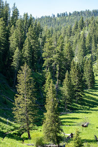 High angle view of pine trees in forest