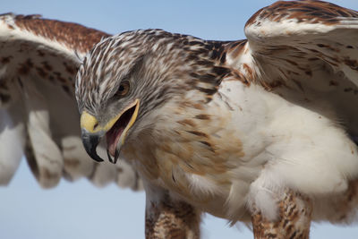 Close-up of hawk