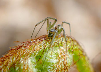 Close-up of spider on plant