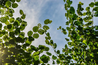 Low angle view of trees against sky