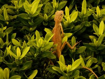 Close-up of a lizard on plants