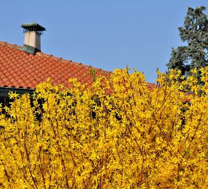 Yellow flowers on roof of building against clear sky