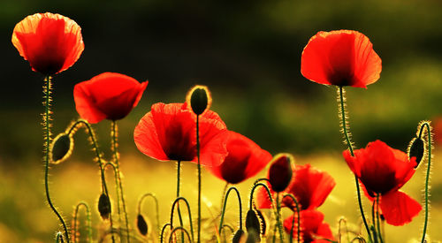 Close-up of red poppy flowers growing outdoors