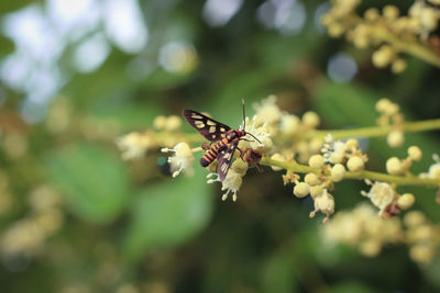 Close-up of insect on flower