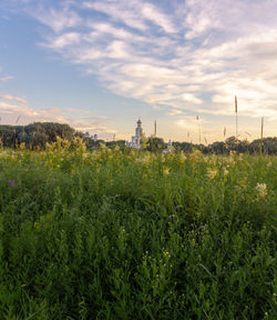 Plants growing on field against sky