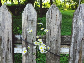 Close-up of flowering plants by fence in cemetery