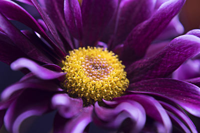 Close-up of yellow flower