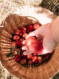 Close up of hand holding crab apples