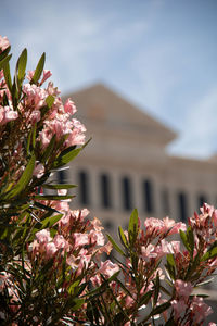 Flowers in las vegas 