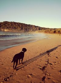 Dog on beach against clear sky