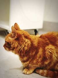 Side view of a cat sitting at home