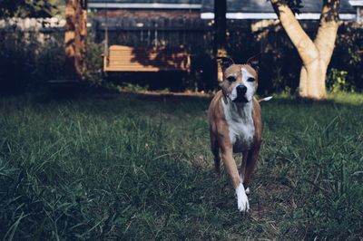 Boxer running on grassy field