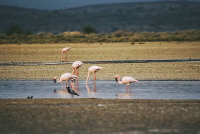 Flamingos at lake magadi, rift valley, kenya