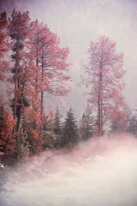 Trees in forest against sky during autumn