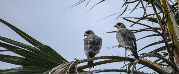 Low angle view of birds perching on tree against sky