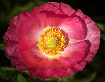 Close-up of pink flowers