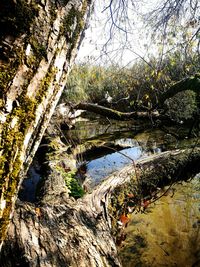 Scenic view of lake in forest