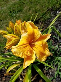 Close-up of yellow flower