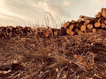 Stack of logs on field in forest