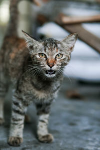 Close-up portrait of tabby cat