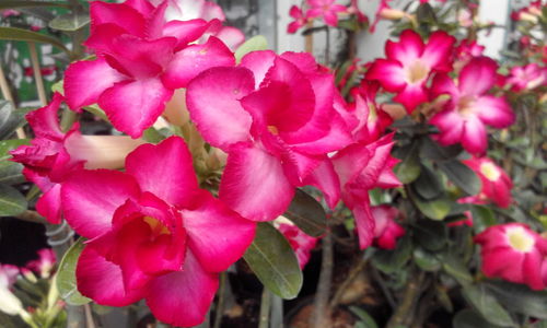 Close-up of pink flowers