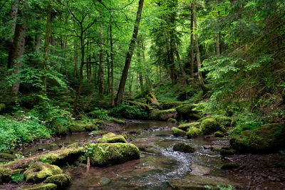 Stream flowing in forest