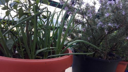 Plants against trees