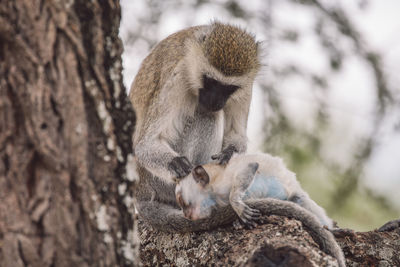 Close-up of monkey