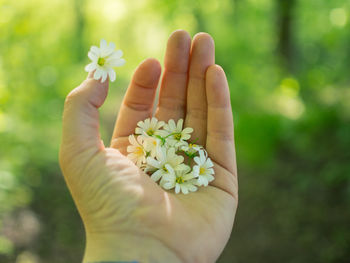 Close-up of hand holding flower