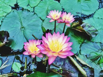 High angle view of pink water lily blooming outdoors