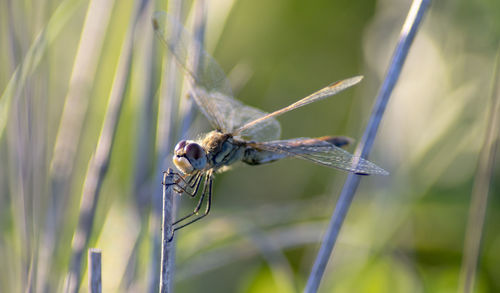 Close-up of a dragonfly