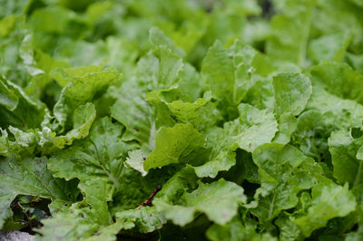 Full frame shot of green leaves