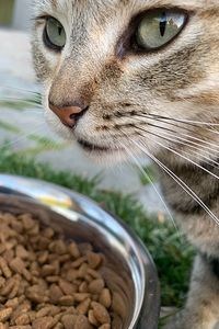 Close-up of cat looking away