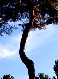 Low angle view of silhouette tree against sky