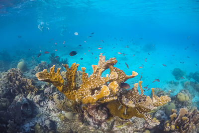 Coral reef scuba diving in sea ocean of curacao