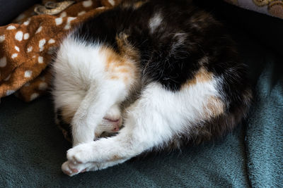 Portrait of a calico cat at home. calico cats are domestic cats with a spotted or particolored co