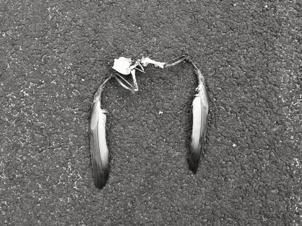 HIGH ANGLE VIEW OF DEAD FISH ON BEACH