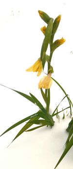 Close-up of yellow flower blooming outdoors