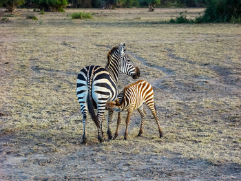 Baby zebra drink their mothers milk at maasai mara national reserve, kenya
