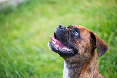 Close-up portrait of beautiful boxer dog on green grass background, cute pet, mouth open, tongue out