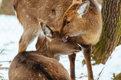 Deer licking fawn on snow covered field 