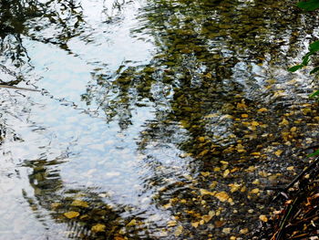 Reflection of trees in water