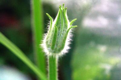 Close up of plant