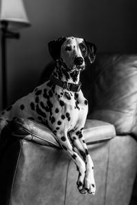 Dog sitting on sofa at home