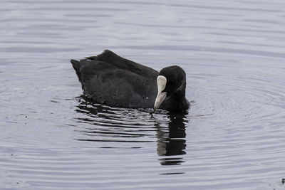 Close-up of duck swimming on lake